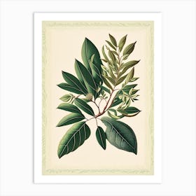 Tea Tree Leaf Vintage Botanical Art Print