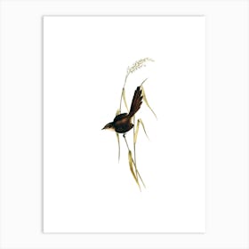 Vintage Australian Bristlebird Bird Illustration on Pure White n.0341 Art Print