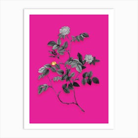 Vintage Sweetbriar Rose Black and White Gold Leaf Floral Art on Hot Pink n.1208 Art Print