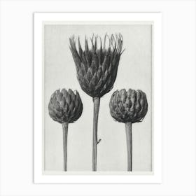 Bare Stemmed Common Saw Wort (1928), Karl Blossfeldt Art Print