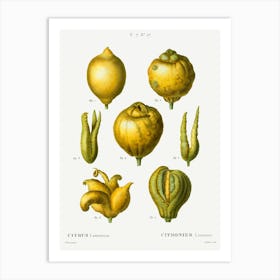 Lemon, Pierre Joseph Redoute 1 Art Print