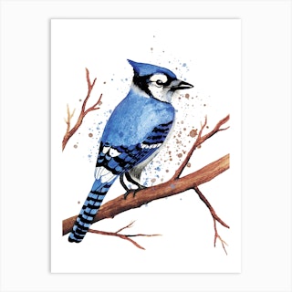 Black and white (blue) jay — pencil on sketch paper : r/drawing