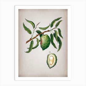 Vintage Almond Botanical on Parchment n.0180 Art Print