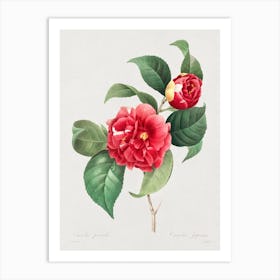 A Selection Of The Most Beautiful Flowers, Pierre Joseph Redouté Art Print