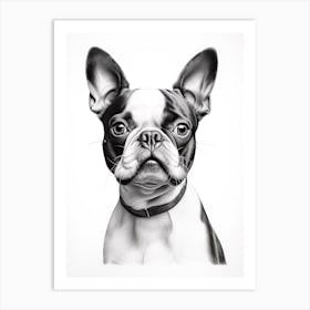 Boston Terrier Dog, Line Drawing 1 Art Print