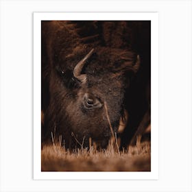 Warm Autumn Bison Art Print