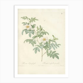 Rose Illustration, Pierre Joseph Redoute (78) Art Print