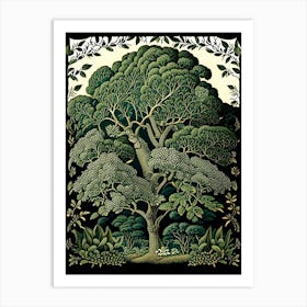 Atherton Tableland S Curtain Fig Tree, Australia Vintage Botanical Art Print