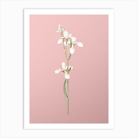 Vintage Siberian Iris Botanical on Soft Pink n.0198 Art Print
