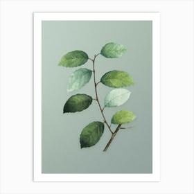 Vintage Eared Willow Botanical Art on Mint Green n.0612 Art Print
