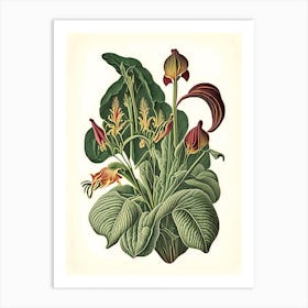 Wild Ginger Wildflower Vintage Botanical Art Print