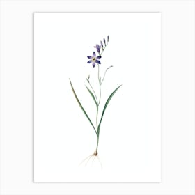 Vintage Ixia Secunda Botanical Illustration on Pure White n.0213 Art Print