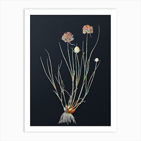 Vintage Allium Globosum Botanical Watercolor Illustration on Dark Teal Blue Art Print