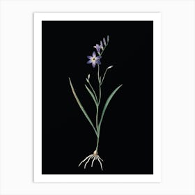 Vintage Ixia Secunda Botanical Illustration on Solid Black n.0374 Art Print