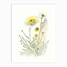 Chamomile Spices And Herbs Pencil Illustration 1 Art Print