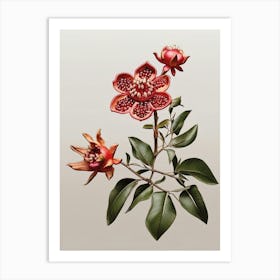 Beautiful Pomegranate Floral Art Print