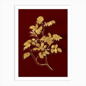 Vintage Sweetbriar Rose Botanical in Gold on Red n.0280 Art Print