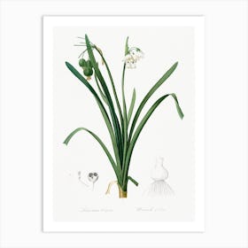 Summer Snowflake Illustration From Les Liliacées, Pierre Joseph Redouté Art Print