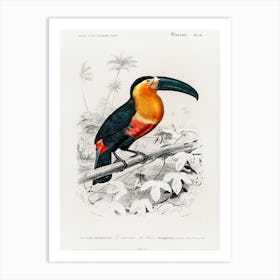 Toucan (Ramphastos), Charles Dessalines D' Orbigny Art Print