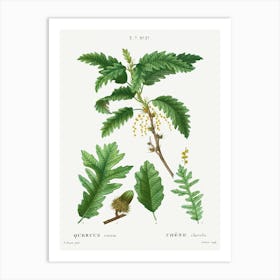 Turkey Oak, Pierre Joseph Redoute Art Print