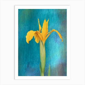 Yellow Iris Art Print