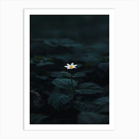 Single Flower In The Dark 81 Art Print