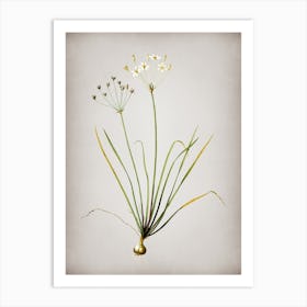 Vintage Allium Straitum Botanical on Parchment n.0166 Art Print