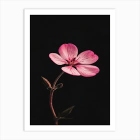 Geranium Art Print