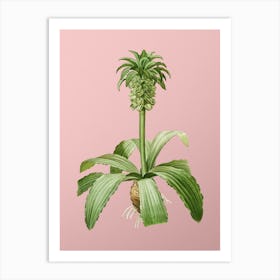 Vintage Eucomis Regia Botanical on Soft Pink n.0755 Art Print