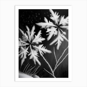 Delicate, Snowflakes, Black & White 5 Art Print