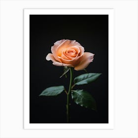 Single Rose On Black Background 55 Art Print