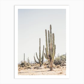 Towering Saguaro Cactus Art Print