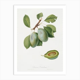 Plum (Prunus Catalanica) From Pomona Italiana (1817 1839), Giorgio Gallesio Art Print