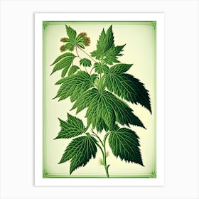 Nettle Herb Vintage Botanical Art Print