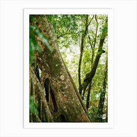 Strangler Fig Art Print