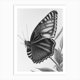 Black Swallowtail Butterfly Greyscale Sketch 3 Art Print