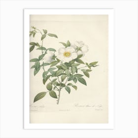 Rose Illustration, Pierre Joseph Redoute (51) Art Print