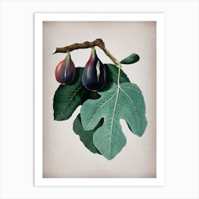 Vintage Fig Botanical on Parchment n.0132 Art Print