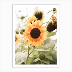 Sunflower Field Art Print