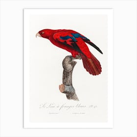 The Red Lory, Eos Bornea From Natural History Of Parrots, Francois Levaillant Art Print