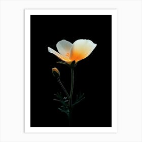 White Poppy Flower Art Print