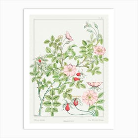 Rosehip From The Plant And Its Ornamental Applications (1896) , Maurice Pillard Verneuil Art Print