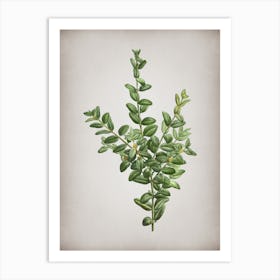 Vintage Boxwood Bush Botanical on Parchment n.0445 Art Print