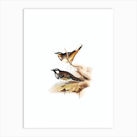 Vintage Spotted Groud Thrush Bird Illustration on Pure White n.0050 Art Print