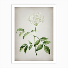 Vintage Elderflower Tree Botanical on Parchment n.0590 Art Print