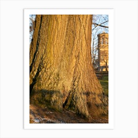 Tree trunk in the evening light 2 Art Print