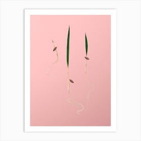 Vintage Date Palm Botanical on Soft Pink Art Print