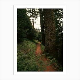 Forest Trail II Art Print