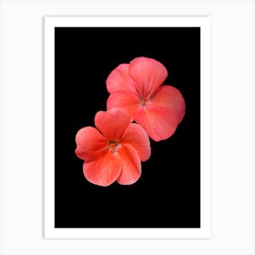 Geraniums 1 Art Print