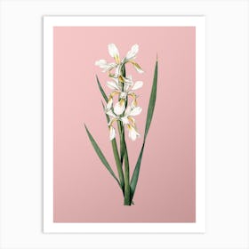 Vintage Yellow Banded Iris Botanical on Soft Pink n.0027 Art Print